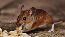 historical-building-pest-preservation-and-protection Experts in Huntington Ml